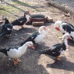 Muscovy_duck_pezsmarece