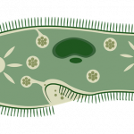microorganism-จุลินทรีย์ชีวภาพ