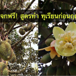 การทําทุเรียนนอกฤดู-ออกสู่ตลาด…เพิ่มมูลค่าทุเรียนไทย