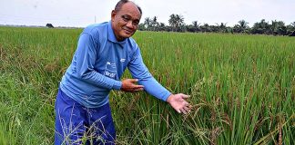 การปลูกข้าวไรซ์เบอรี่-กข.-47-สูตรลดต้นทุน-50-โดย-ครูสกล