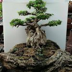 การปลูกบอนไซ-บอนไซเกาะหิน-สวยงามคลาสสิค