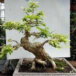 ต้นบอนไซ