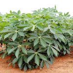 ต้นมันสำปะหลัง