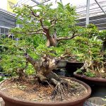 บอนไซไม้มะขาม