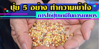 ปุ๋ย-5-อย่าง-ทำความเข้าใจ