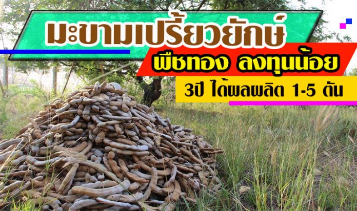 มะขาวเปรี่ยวยักษ์2