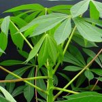 ยอด-พันธุ์ระยอง-9