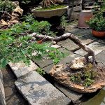 วิธีปลูกบอนไซ