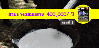 สวนยางผสมผสาน-ทั้งพืชและสัตว์-40000-บาท-ปี-ตอนที่-1-