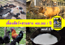 เลี้ยงสัตว์ในสวนยาง-สวนยางผสมผสาน-40000-บาท-ปี-ตอนที่-2