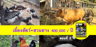 เลี้ยงสัตว์ในสวนยาง-สวนยางผสมผสาน-40000-บาท-ปี-ตอนที่-2