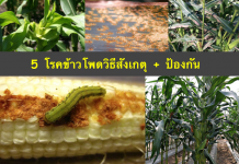 โรคข้าวโพด-5-อย่าง-วิธีสังเกตุ-วิธีป้องกันรักษา1