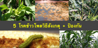 โรคข้าวโพด-5-อย่าง-วิธีสังเกตุ-วิธีป้องกันรักษา1