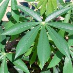 ใบมันสำปะหลัง-มีค่าอย่าทิ้ง-เก็บขายเป็นวัตถุดิบอาหารสัตว์