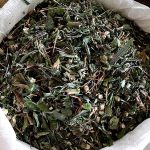 ใบสำปะหลัง-นำมาตากแห้ง-ทำปุ๋ยอินทรีย์-และ-อาหารสัตว์