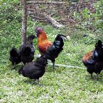 ไก่ดำภูพาน-สวยยางผสมผสาน