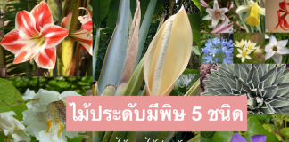 ไม้ประดับมีพิษ-5-ชนิด-คิดสักนิดก่อนจะปลูก