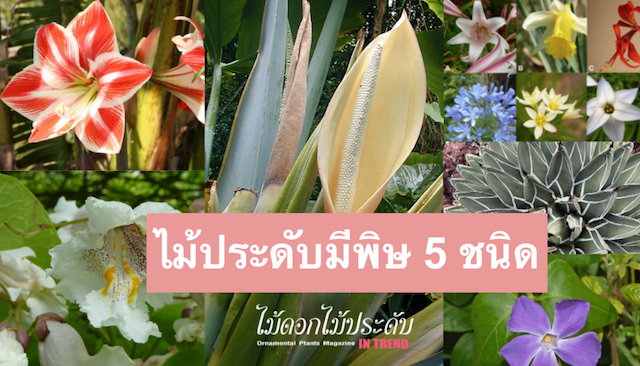 ไม้ประดับมีพิษ-5-ชนิด-คิดสักนิดก่อนจะปลูก ไม้ประดับมีพิษ-5-ชนิด-คิดสักนิดก่อนจะปลูก
