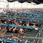 14.ระยะเวลาในการเลี้ยงเป็ดไข่