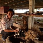 16.การเก็บไข่เป็ด