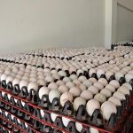 17.การจำหน่ายไข่เป็ดให้กับลูกค้า