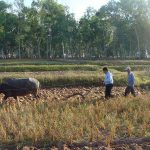 3.วิถีการทำนาในอดีต