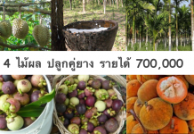 4-ไม้ผล-ปลูกคู่ยาง-42-ไร่-ทำเงิน-700000-บาท-แบบละเอียด