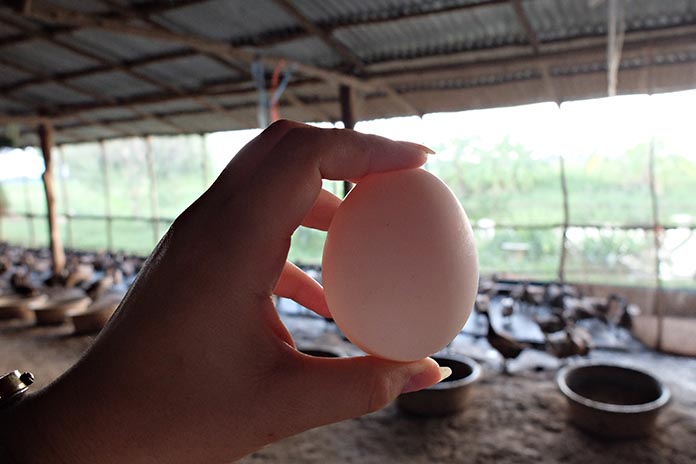 5.ระยะเวลาในการเลี้ยงเป็ดไข่-2-ปี-ไข่ที่ได้จะสวย-แข็งแรง