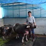 6.การจัดการและดูแลควาย