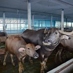 7.การตลาดของควาย