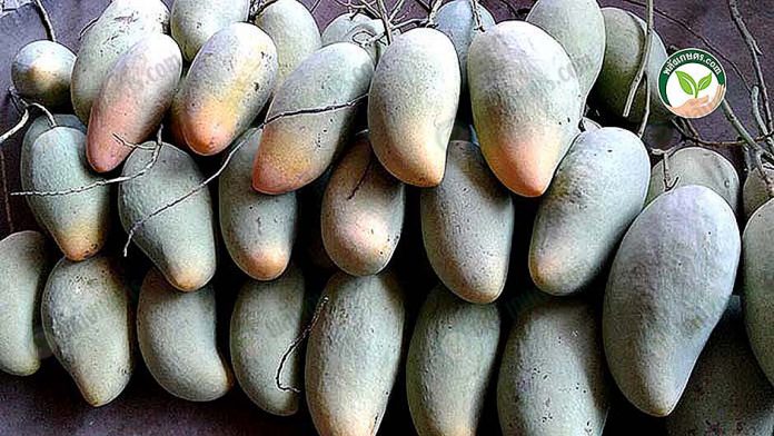8.ผลผลิตเตรียมส่งลูกค้า ปลูกมะม่วง 8.ผลผลิตเตรียมส่งลูกค้า ปลูกมะม่วง