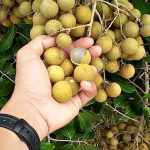 9.การตัดแต่งกิ่งลำไยนอกฤดู