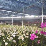 กล้วยไม้สายพันธุ์ต่างๆ