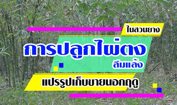 การปลูกไผ่ตงลืมแล้ง-สวยยาง การปลูกไผ่ตงลืมแล้ง -สวนยาง