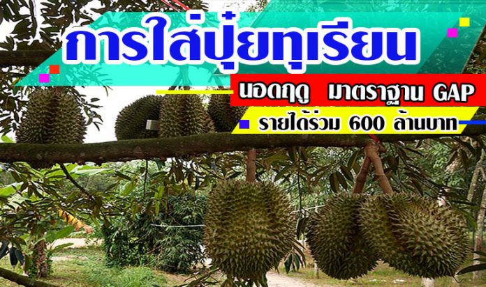 การใส่ปุ๋ยทุเรียน-นอกฤดู การใส่ปุ๋ยทุเรียน-นอกฤดู