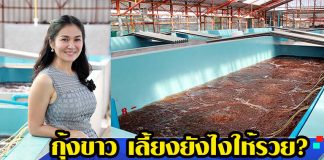 กุ้งขาว-เลี้ยงให้รวย-ปรึกษาฟรี-สิบแสนฟาร์ม-เสาหลักวงการแฮชเชอรี่2