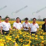 ทีมผู้บริหารมาดูไร่ดาวเรืองของเกษตรกร-GMG-เมล็ดพันธุ์