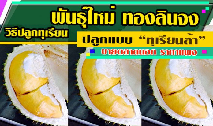 ทุเรียนทองลินจง-2 ทุเรียนทองลินจง-2