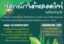 หลอดไฟปลูกผัก info1