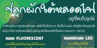 หลอดไฟปลูกผัก info1