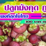 ปลูกมังคุด-ภูเขา-ราคาแพงที่สุดในไทย-ชาวสวนขายได้-300-บาท-กก.
