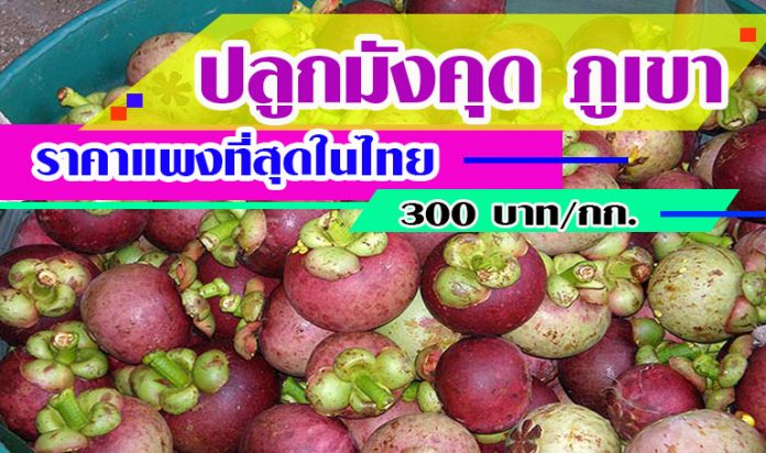 ปลูกมังคุด-ภูเขา-ราคาแพงที่สุดในไทย-ชาวสวนขายได้-300-บาท-กก. ปลูกมังคุด-ภูเขา-ราคาแพงที่สุดในไทย-ชาวสวนขายได้-300-บาท-กก.