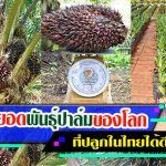 พันธุ์ปาล์ม-สินธุเศรษฐ์