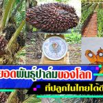 พันธุ์ปาล์ม-สินธุเศรษฐ์1