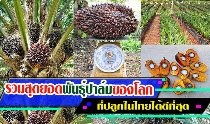 พันธุ์ปาล์ม-สินธุเศรษฐ์1 พันธุ์ปาล์ม-สินธุเศรษฐ์1