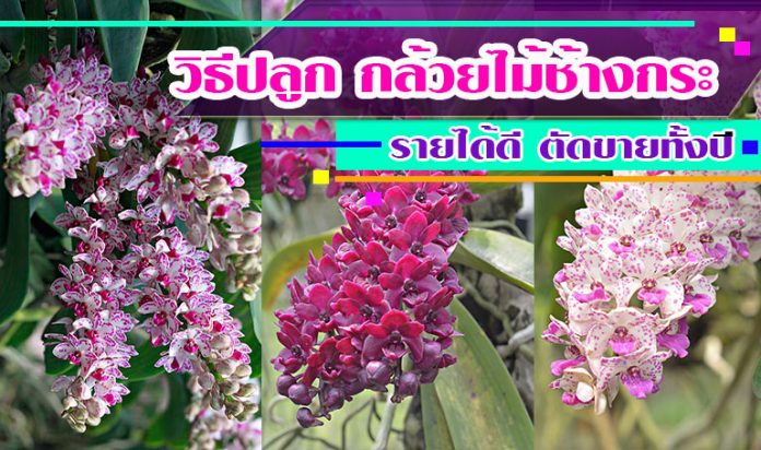 วิธีปลูกกล้วยไม้ กล้วยไม้ช้างกระ รายได้ดี ตัดขายได้ทั้งปี วิธีปลูกกล้วยไม้ กล้วยไม้ช้างกระ รายได้ดี ตัดขายได้ทั้งปี