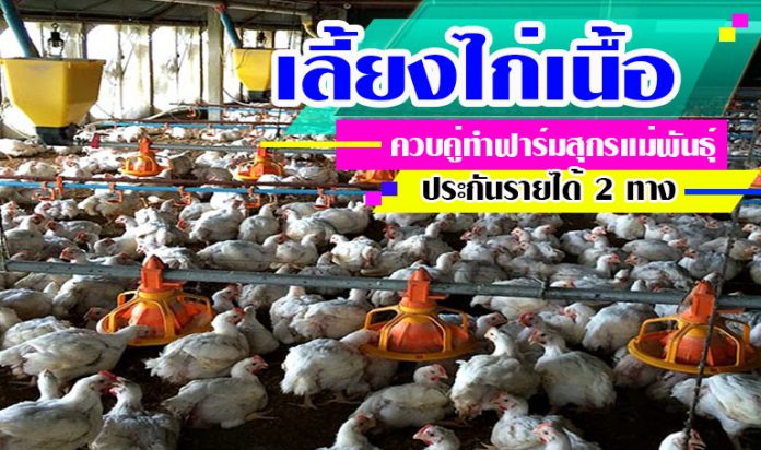 เลี้ยงไก่เนื้อ-สุกร เลี้ยงไก่เนื้อ-สุกร