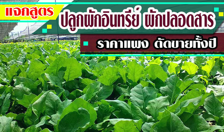 แจกสูตรปลูก-ผักอินทรีย์-ผักปลอดสาร-ราคาแพง-ตัดขายทั้งปี-ตลาดในและนอกวิ่งมาซื้อหน้าสวน