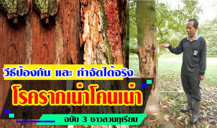 โรครากเน่าโคนเน่า โรครากเน่าโคนเน่า