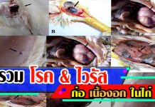 โรคไก่-1เนื้องอก